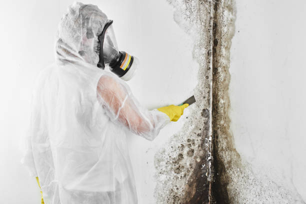 Attic Mold Removal in Lakes East, CT