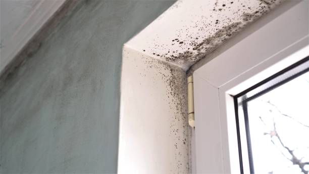 Best Mold Removal and Inspection  in Lakes East, CT