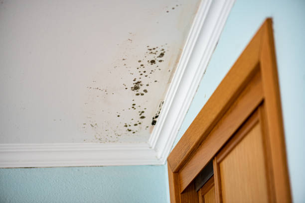 Best Professional Mold Removal  in Lakes East, CT