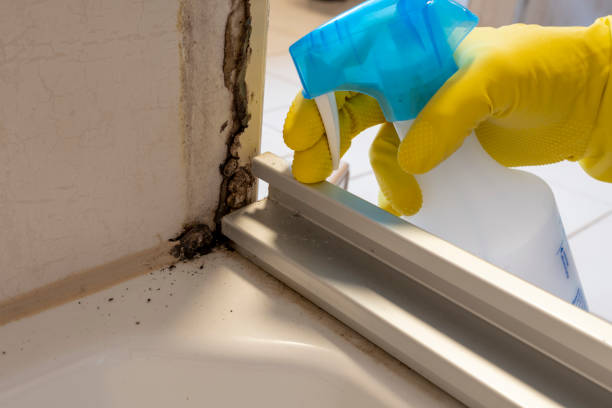 Best Certified Mold Removal  in Lakes East, CT