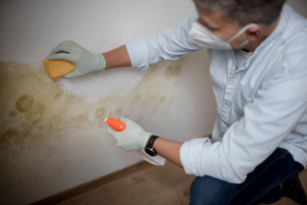 Best Office Mold Removal Services  in Lakes East, CT