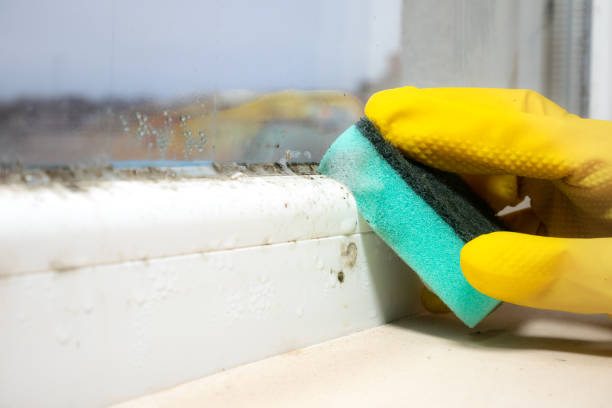 Best Residential Mold Removal  in Lakes East, CT