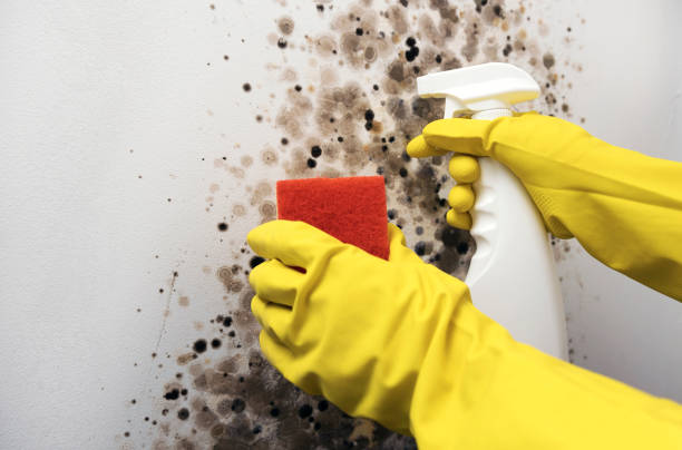 Best Same-Day Mold Removal  in Lakes East, CT