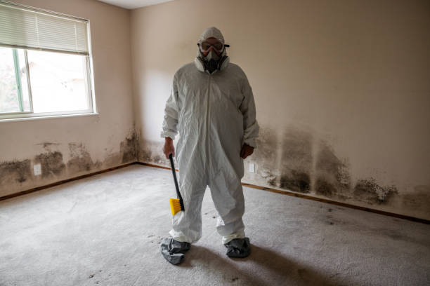 Best Local Mold Removal Service  in Lakes East, CT