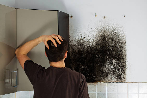 Best Fast Mold Removal  in Lakes East, CT