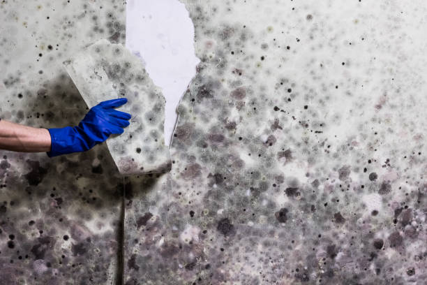 Best Commercial Mold Removal  in Lakes East, CT