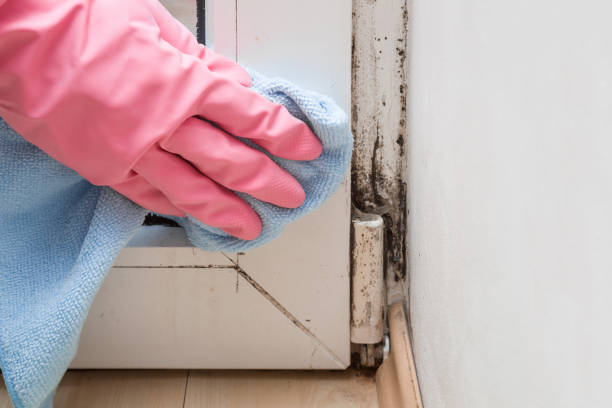 Best Attic Mold Removal  in Lakes East, CT