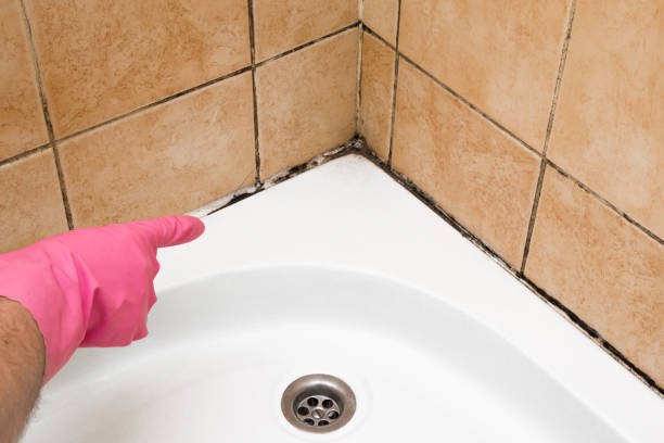 Best Commercial Mold Removal  in Lakes East, CT
