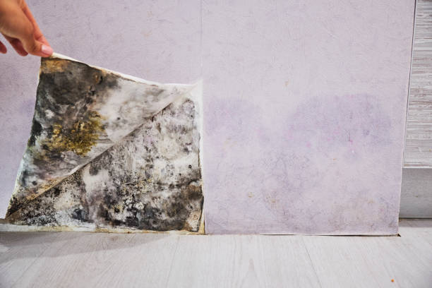Best Crawl Space Mold Removal  in Lakes East, CT